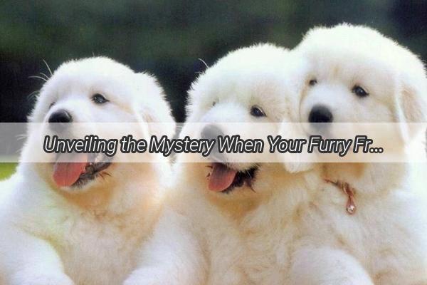 Unveiling the Mystery When Your Furry Friends Eye Bulges  A Heartwarming Journey to Understanding and Healing